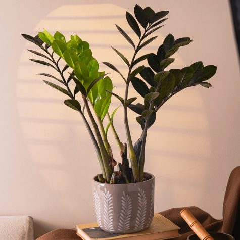 zz-plant-in-ceramic-pot-online